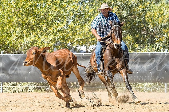 DSC_1249.jpg 2019 Croydon Campdraft 